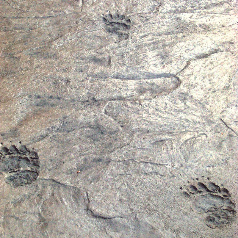 A close up of a rock with footprints on it