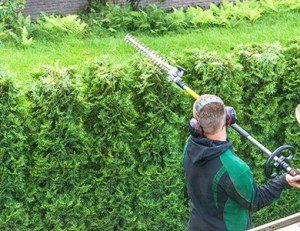 Man Trimming Commercial Shrubbery - Commercial Landscaping