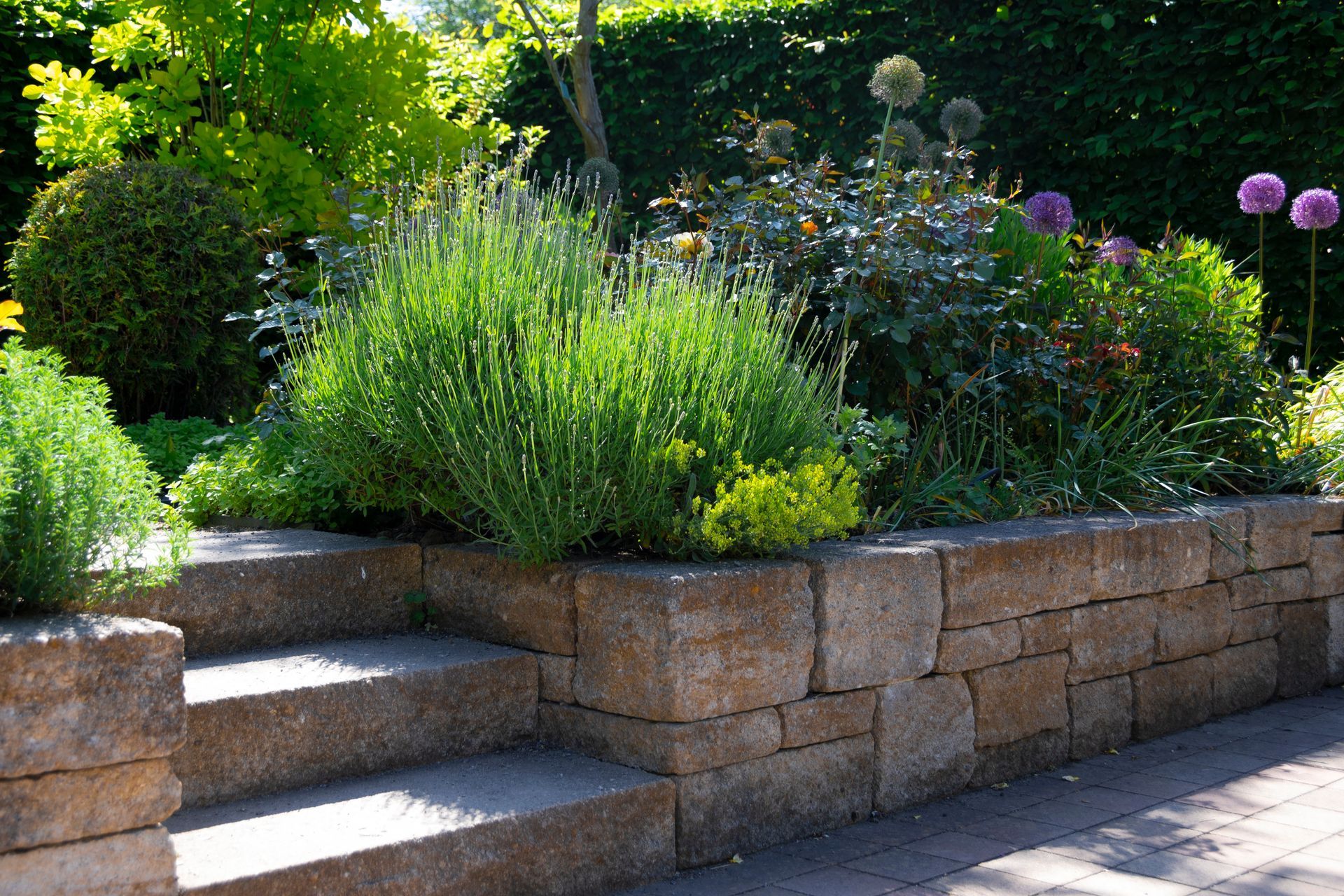 Stone steps leading up to a tiered garden bed filled with various green plants and purple flowers.