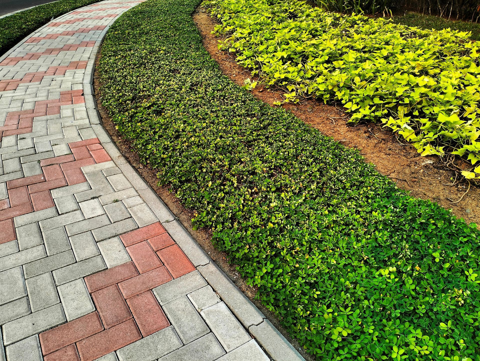 Brick walkway curving past a green hedge and light green plants.