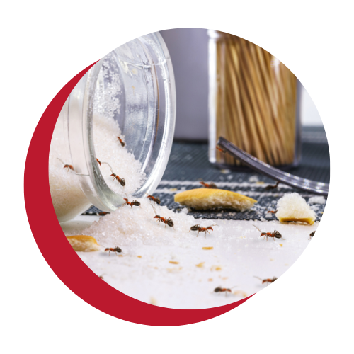 Ants are pouring out of a glass jar on a table.