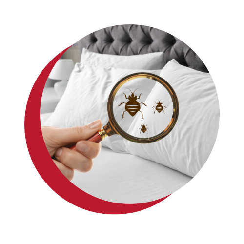 A person is looking at bed bugs through a magnifying glass.