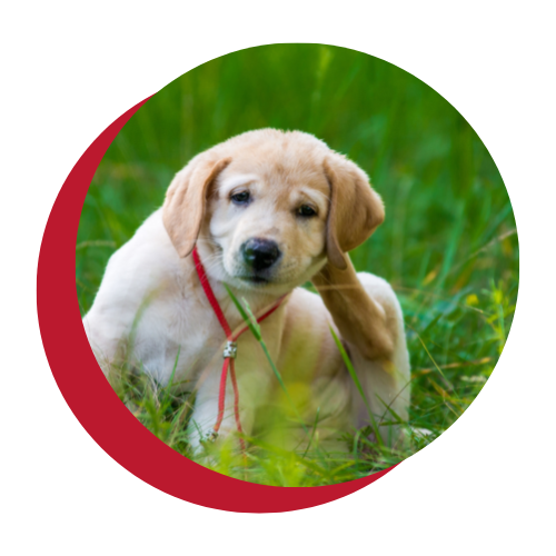 A puppy is scratching its ear in the grass.