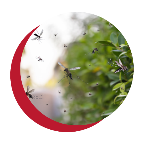 A group of mosquitoes are flying around a tree.