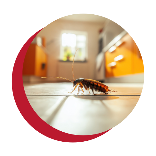 A cockroach is crawling on the floor in a kitchen.