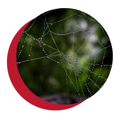 A spider web with water drops on it in a red circle