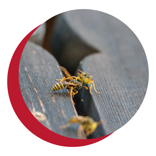 A close up of a wasp on a piece of wood