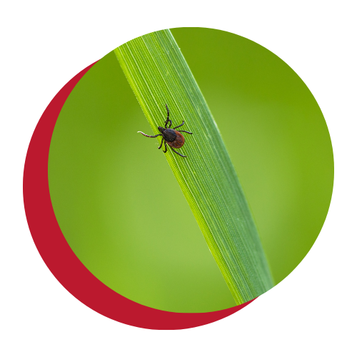 A tick is sitting on a green leaf in a red circle.