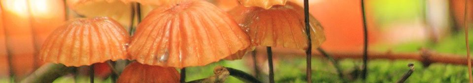 orange-mushrooms-orange