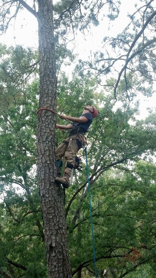 Person climbing a tall tree with safety equipment in a forest.