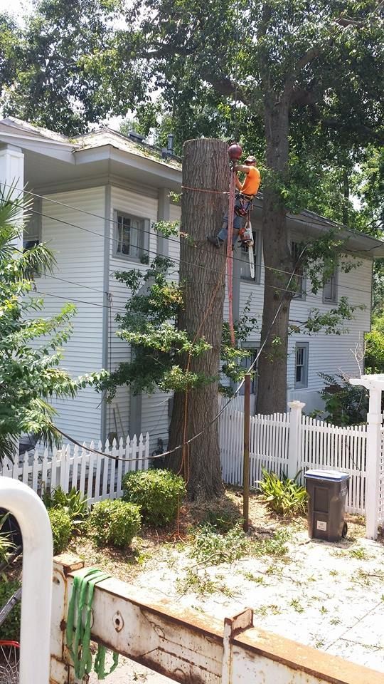 Man on a tall ladder, trimming a tree trunk near a white house with a picket fence.