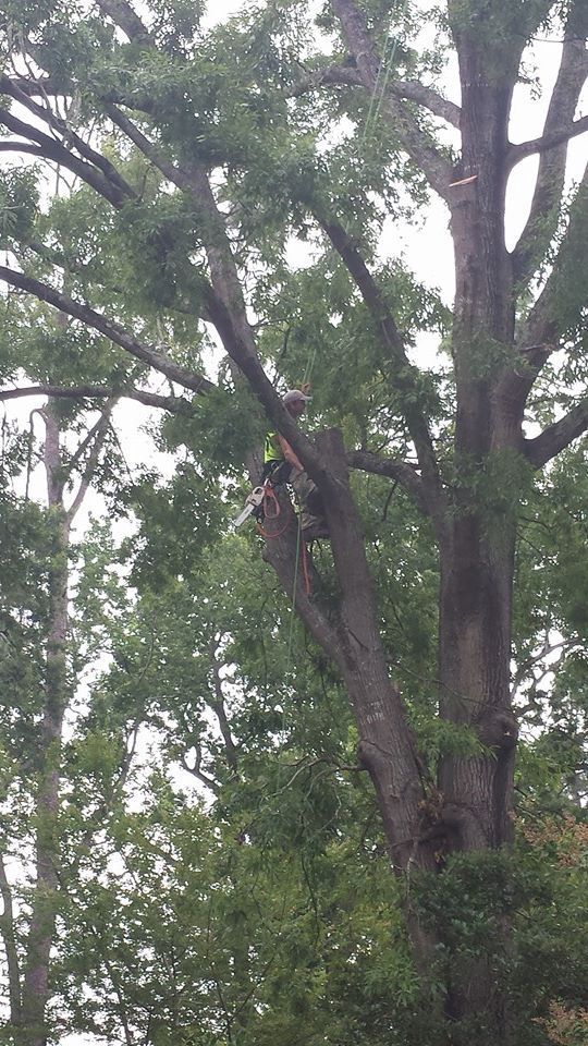 Person in tree trimming branches; daylight.