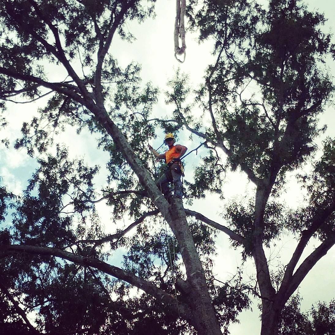 Arborist in an oak tree trimming branches. Bright sky, wearing orange shirt and helmet.