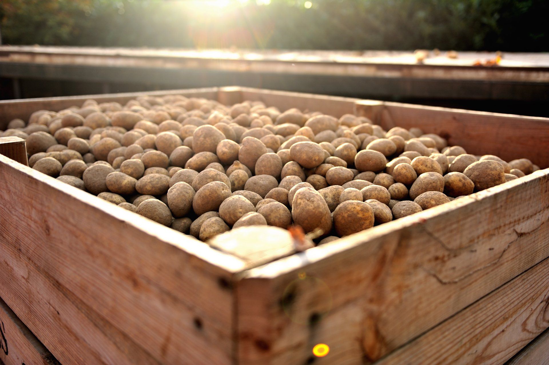 Eine große Holzkiste gefüllt mit geernteten, hellbraunen Kartoffeln, die von sanftem goldenem Sonnenlicht erhellt wird.