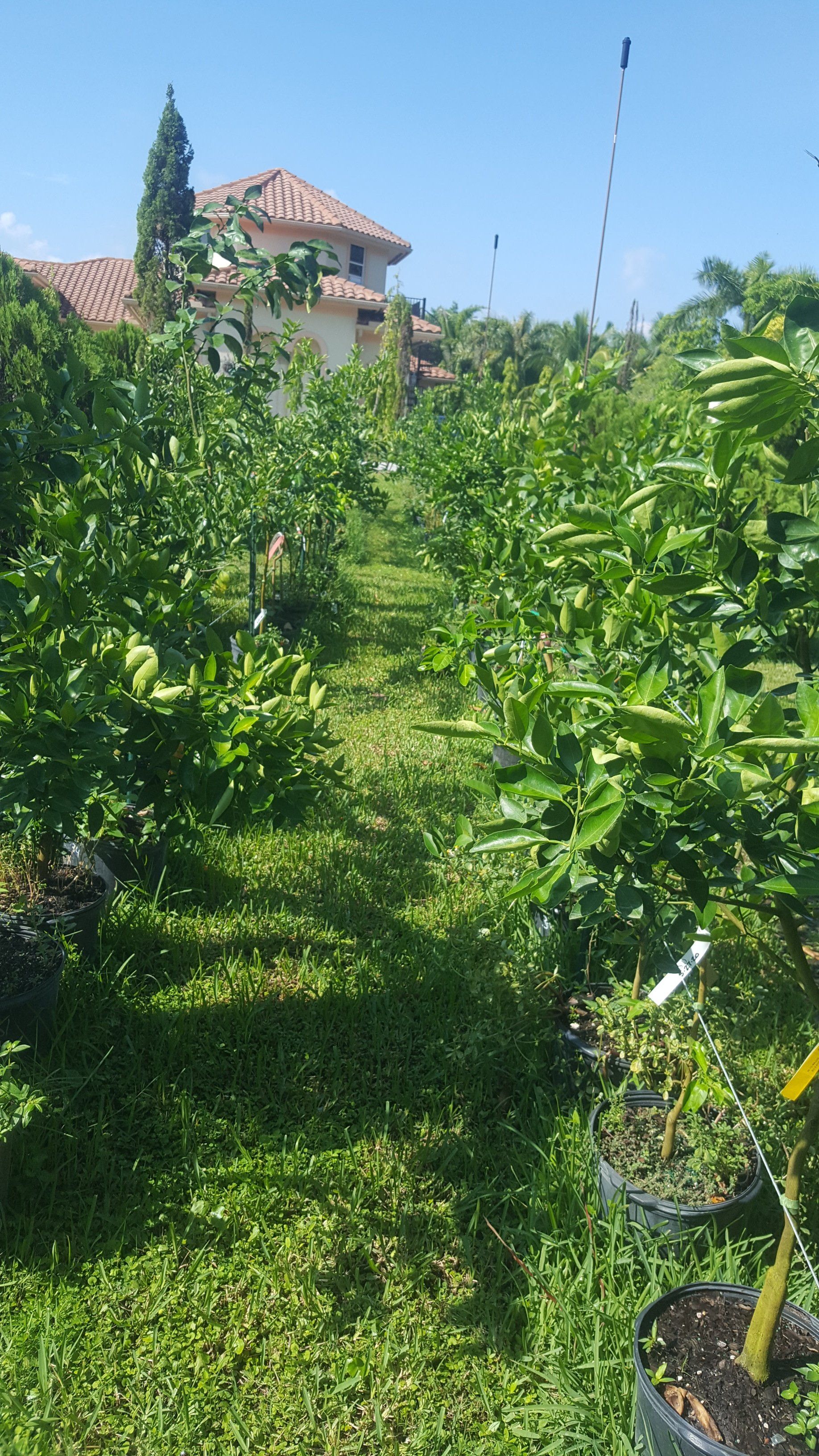 Citrus Trees Wellington, FL 5615421442