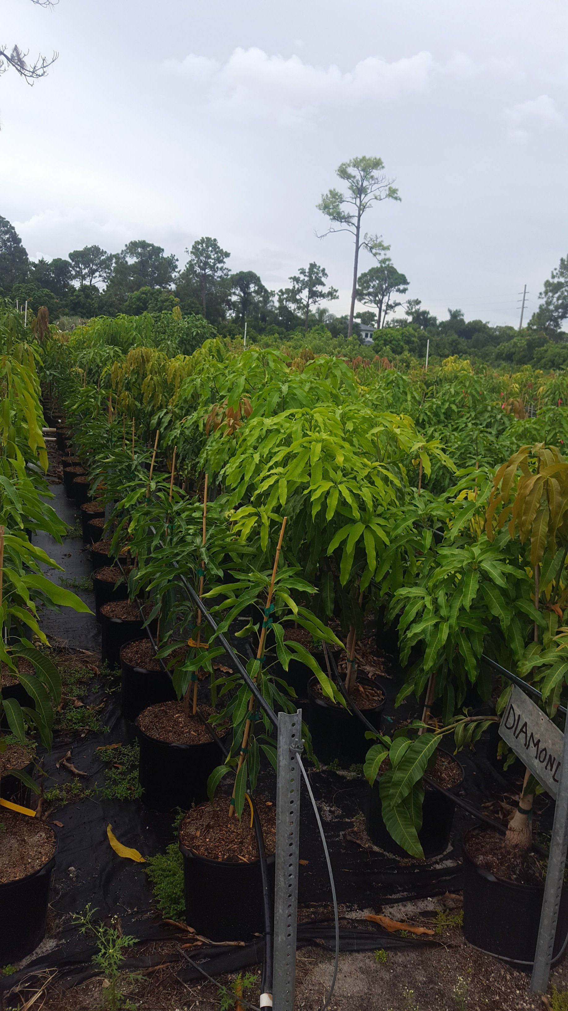 Fruit Trees Wellington, FL 5615421442