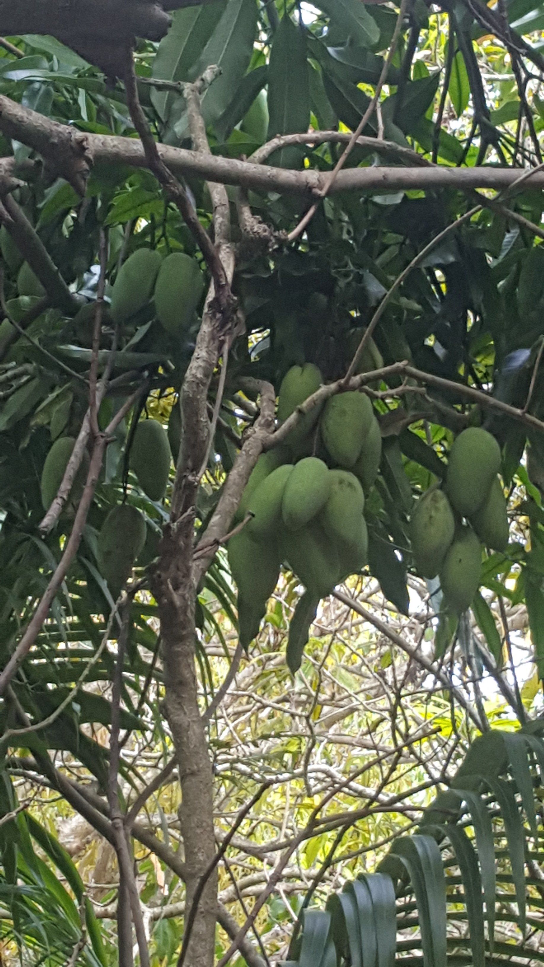 Mango Trees Wellington, FL 5615421442