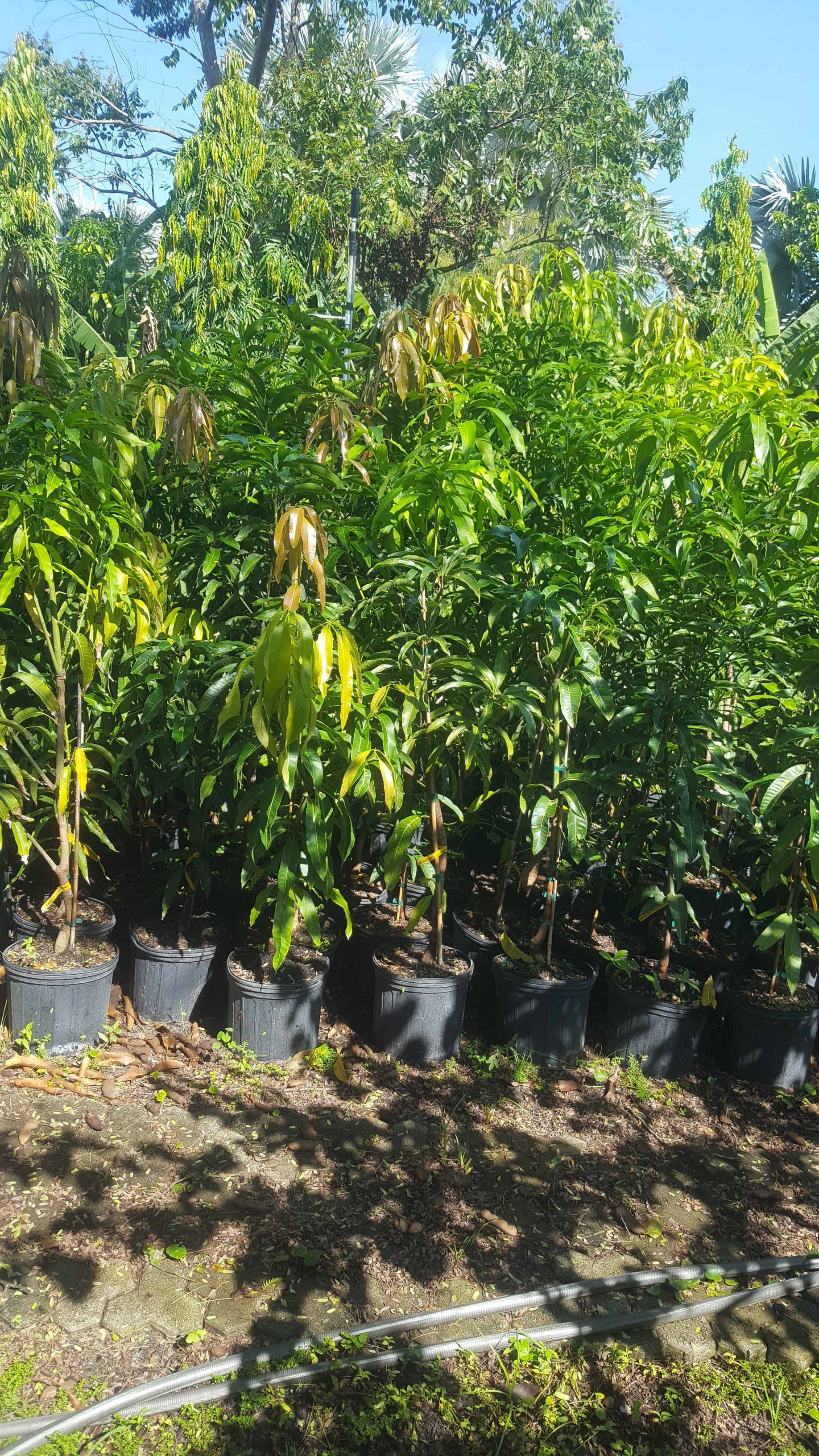 Fruit Trees Wellington, FL 5615421442