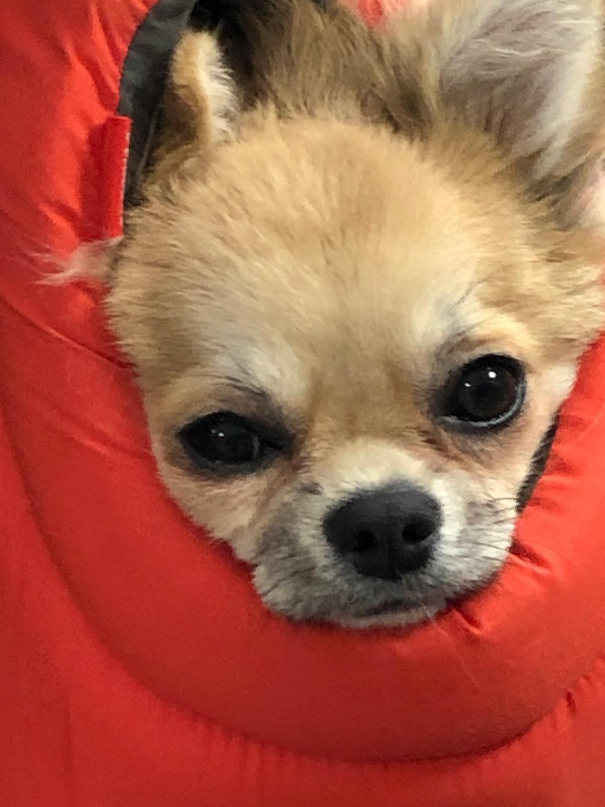 borsa trasportino cani