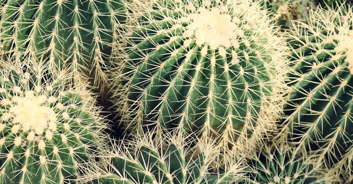 A close up of a group of cactus plants growing together.