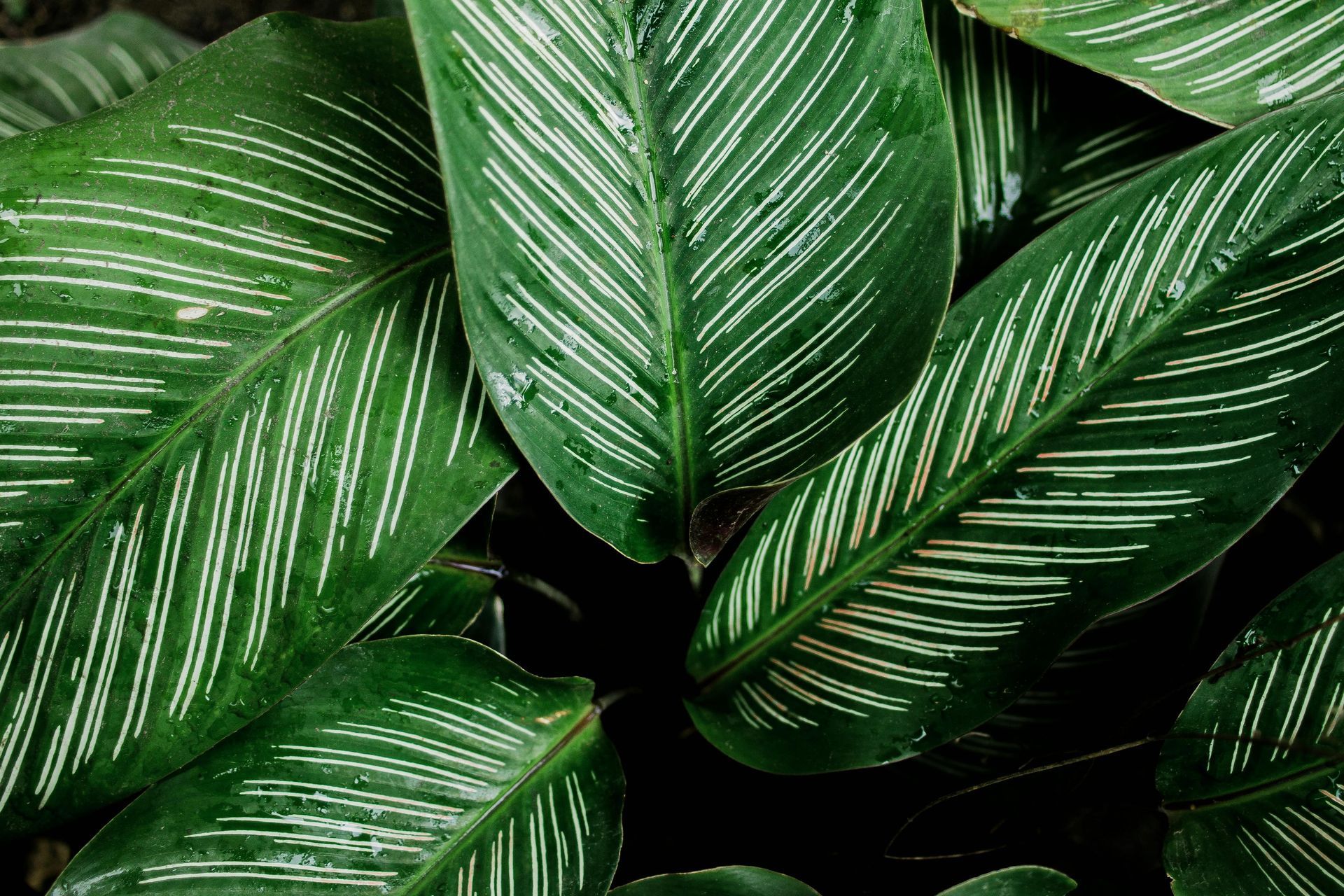 A close up of a green leaf with white stripes on it.