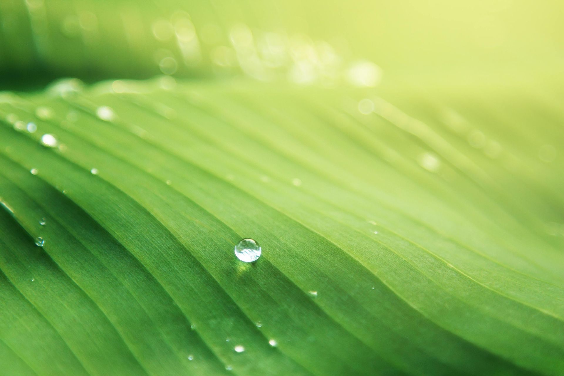 A close up of a green leaf with water drops on it.