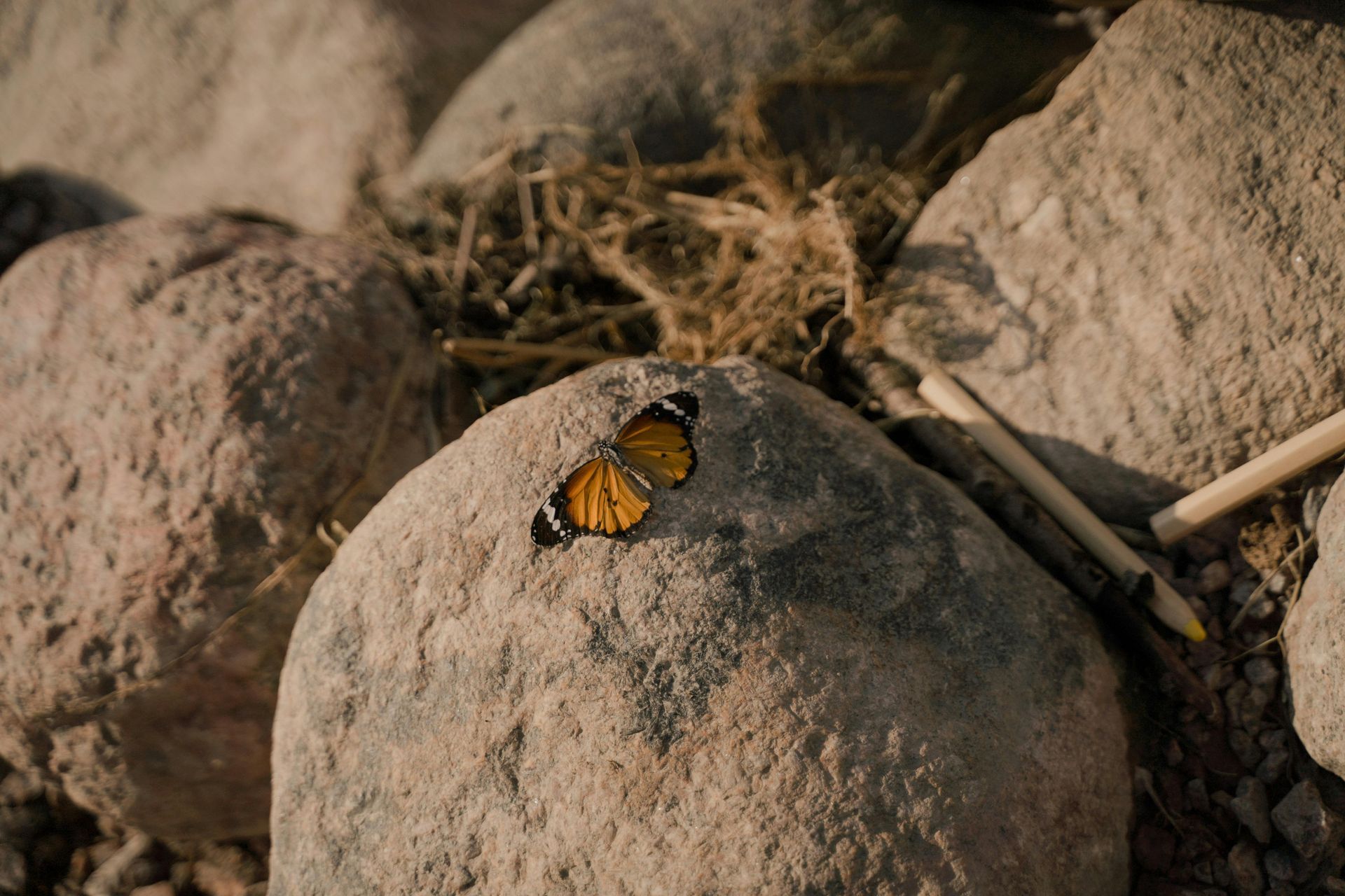 A butterfly is sitting on top of a rock.