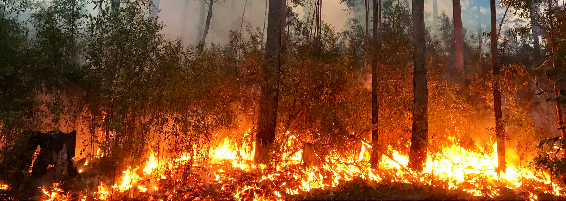 Picture of a bushfire.
