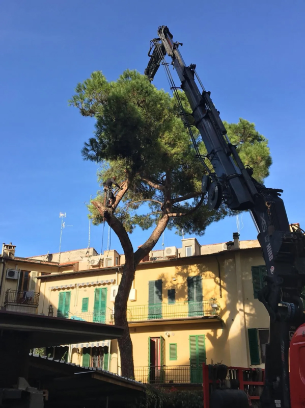 Una gru sta potando un albero alto di fronte a un edificio giallo con persiane verdi; sullo sfondo il cielo azzurro.