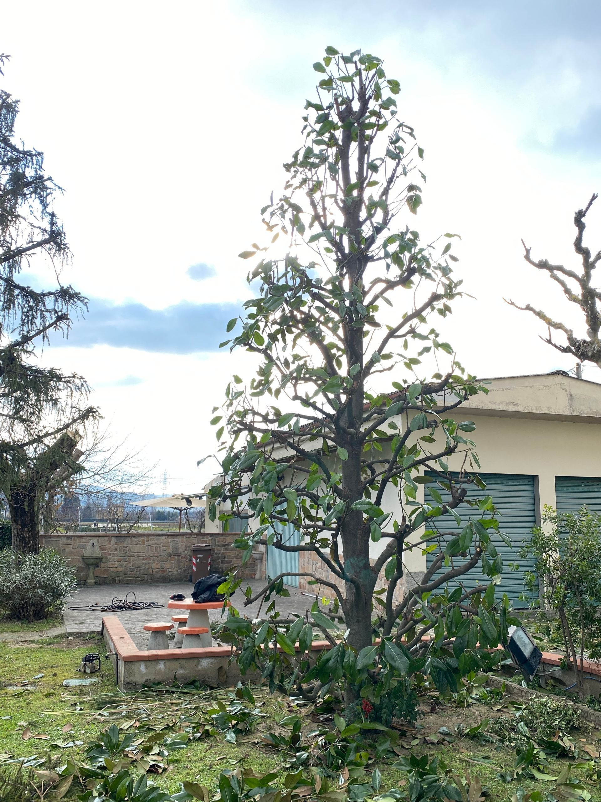Albero appena potato in un giardino. Alcuni rami tagliati sono a terra. Sullo sfondo è visibile un edificio.