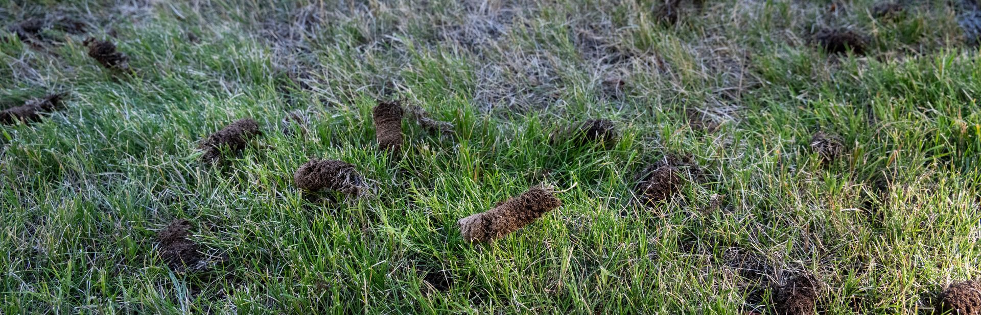 Green grass with small brown mounds, likely molehills, scattered across the surface.