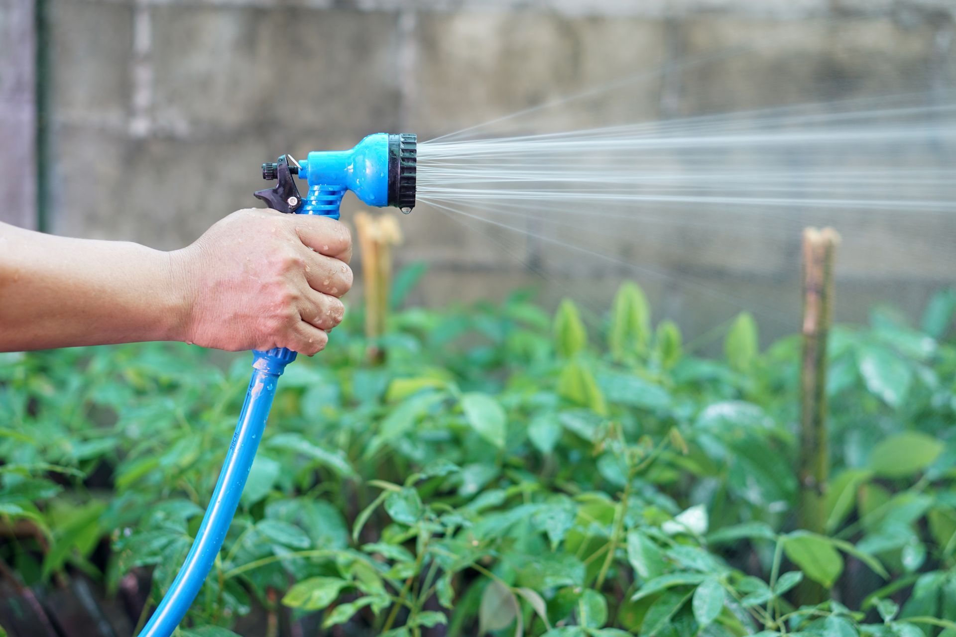 A hand holding a blue spray nozzle, watering green seedlings in a garden.