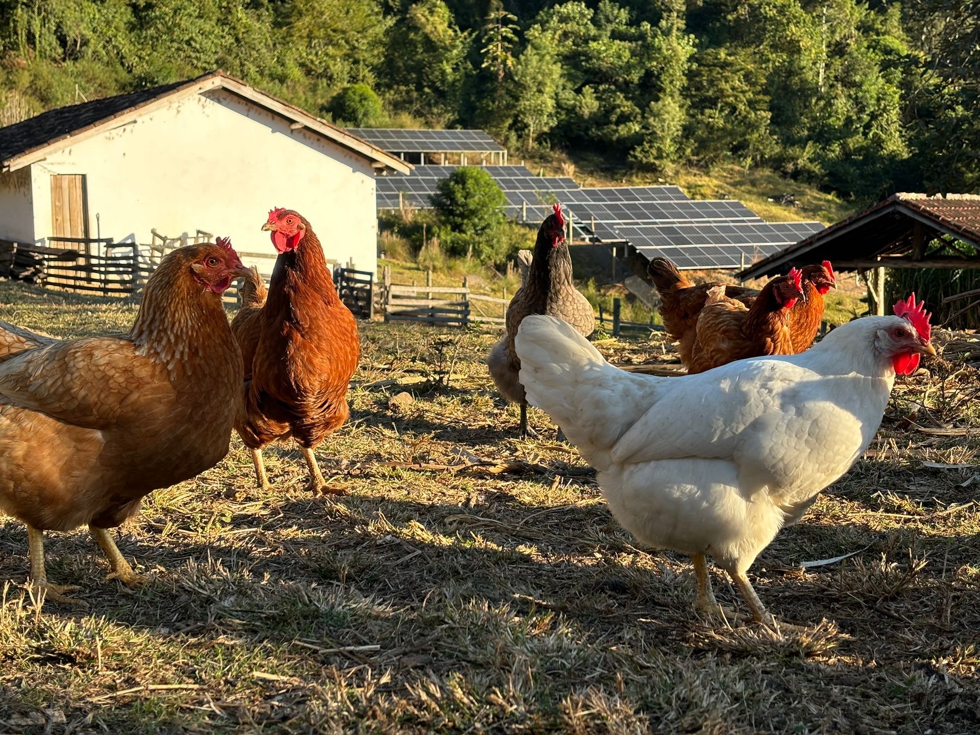 Agro Floresta Passeios e Atividades - Hotel Fazenda Auberge Suisse