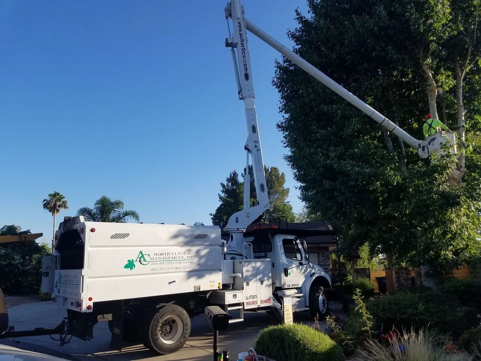 Worker on lift trimming a tree — Chatsworth, CA — AC Horticultural Management, Inc.