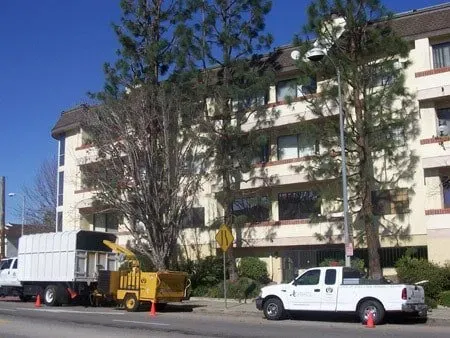 Two thin trees in front of building — Chatsworth, CA — AC Horticultural Management, Inc.