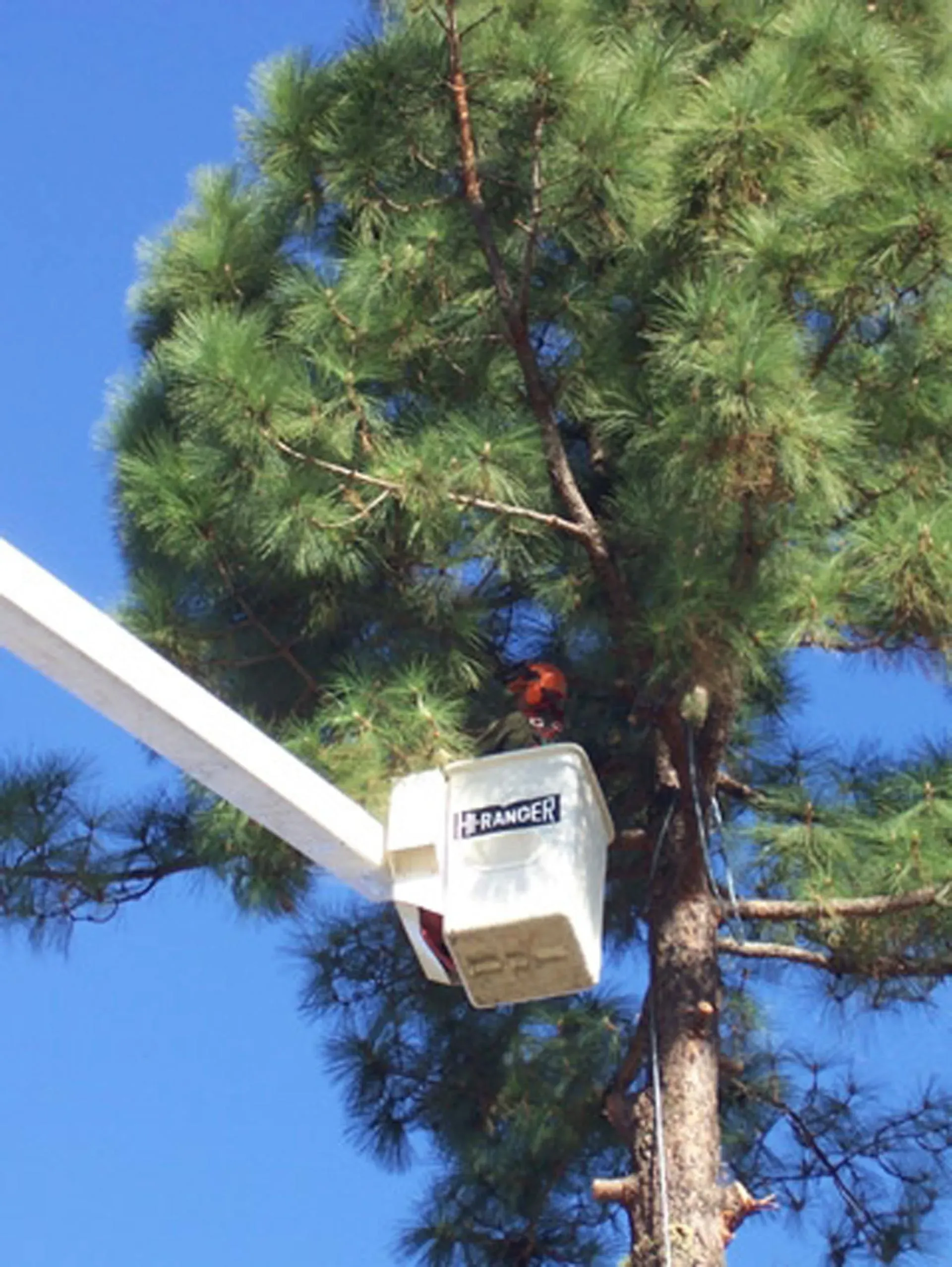 Close up of worker on lift pruning tree — Chatsworth, CA — AC Horticultural Management, Inc.