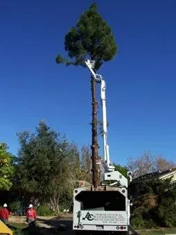 Worker on lift pruning tall thin tree — Chatsworth, CA — AC Horticultural Management, Inc.