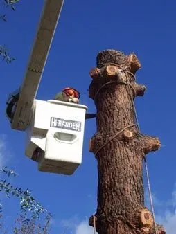Worker working on large tree with no branches — Chatsworth, CA — AC Horticultural Management, Inc.