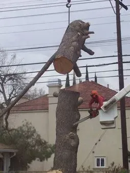 Tree log being carried away from tree — Chatsworth, CA — AC Horticultural Management, Inc.