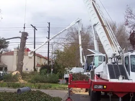 Tree stump in front of two trucks — Chatsworth, CA — AC Horticultural Management, Inc.