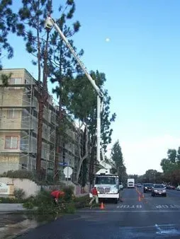 Truck parked in front of building with multiple tall trees — Chatsworth, CA — AC Horticultural Management, Inc.