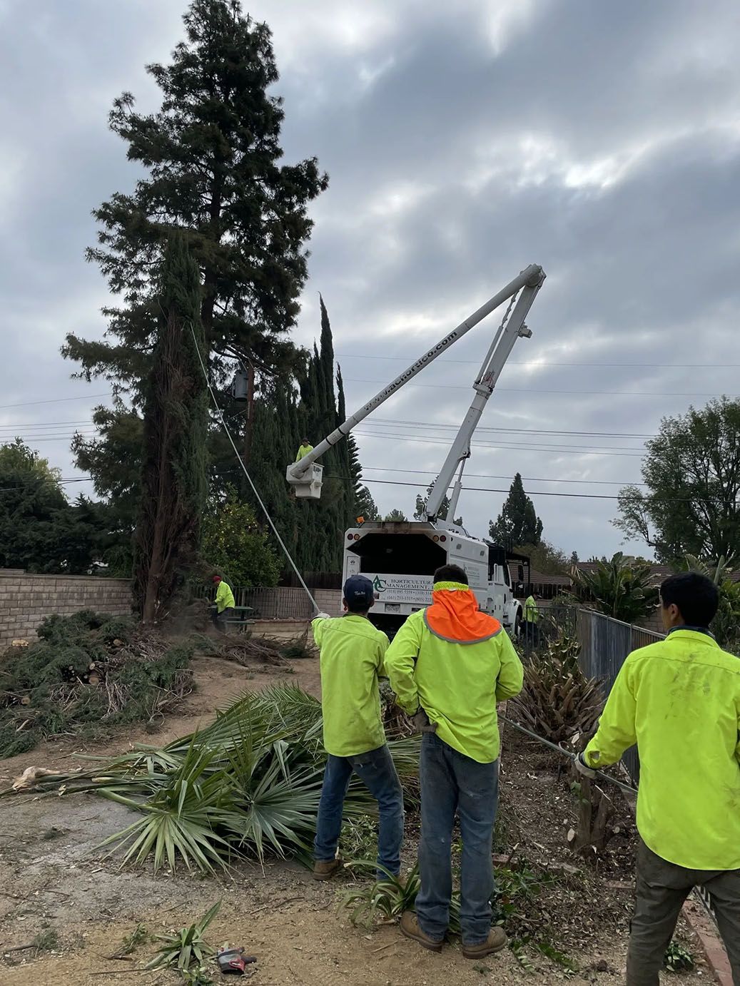 Three workers removing a large tree — Chatsworth, CA — AC Horticultural Management, Inc.