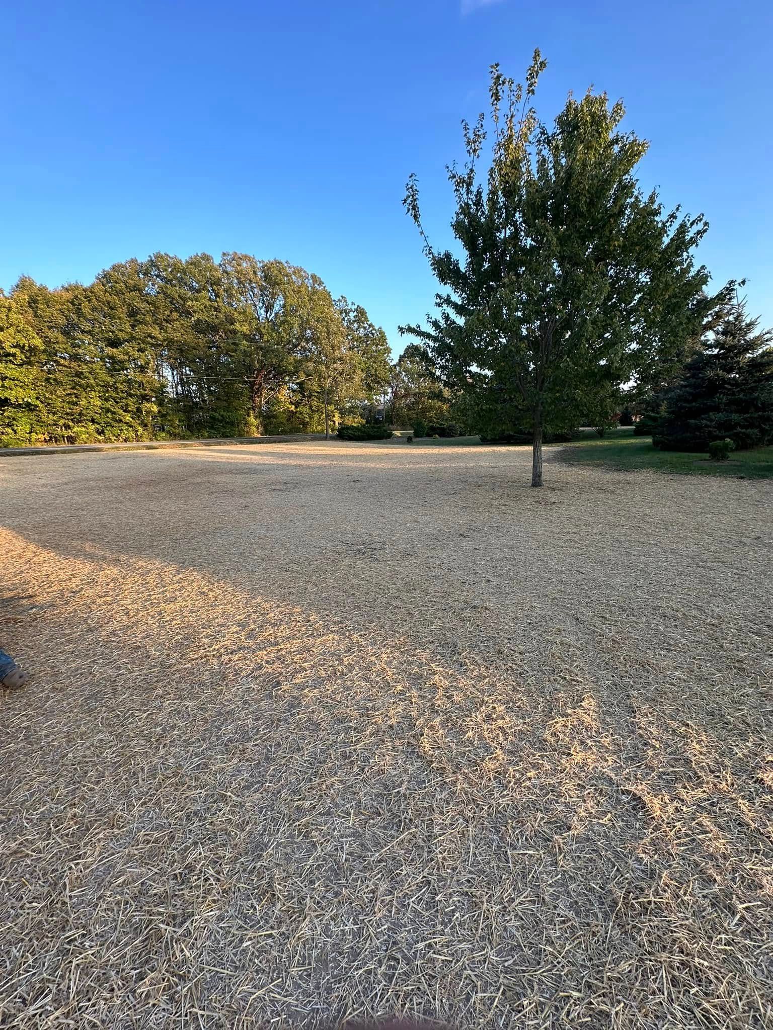 Open space covered in wood chips with trees in background, under a blue sky.