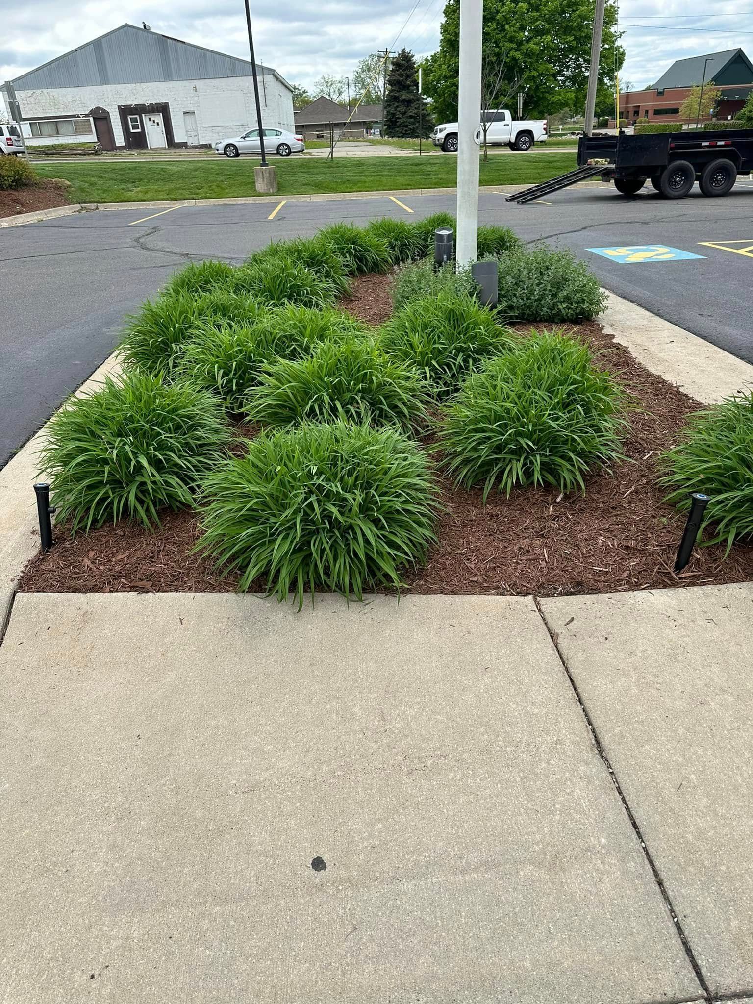 Bed of green bushes with brown mulch, bordered by a concrete sidewalk, near a flagpole and parking lot.