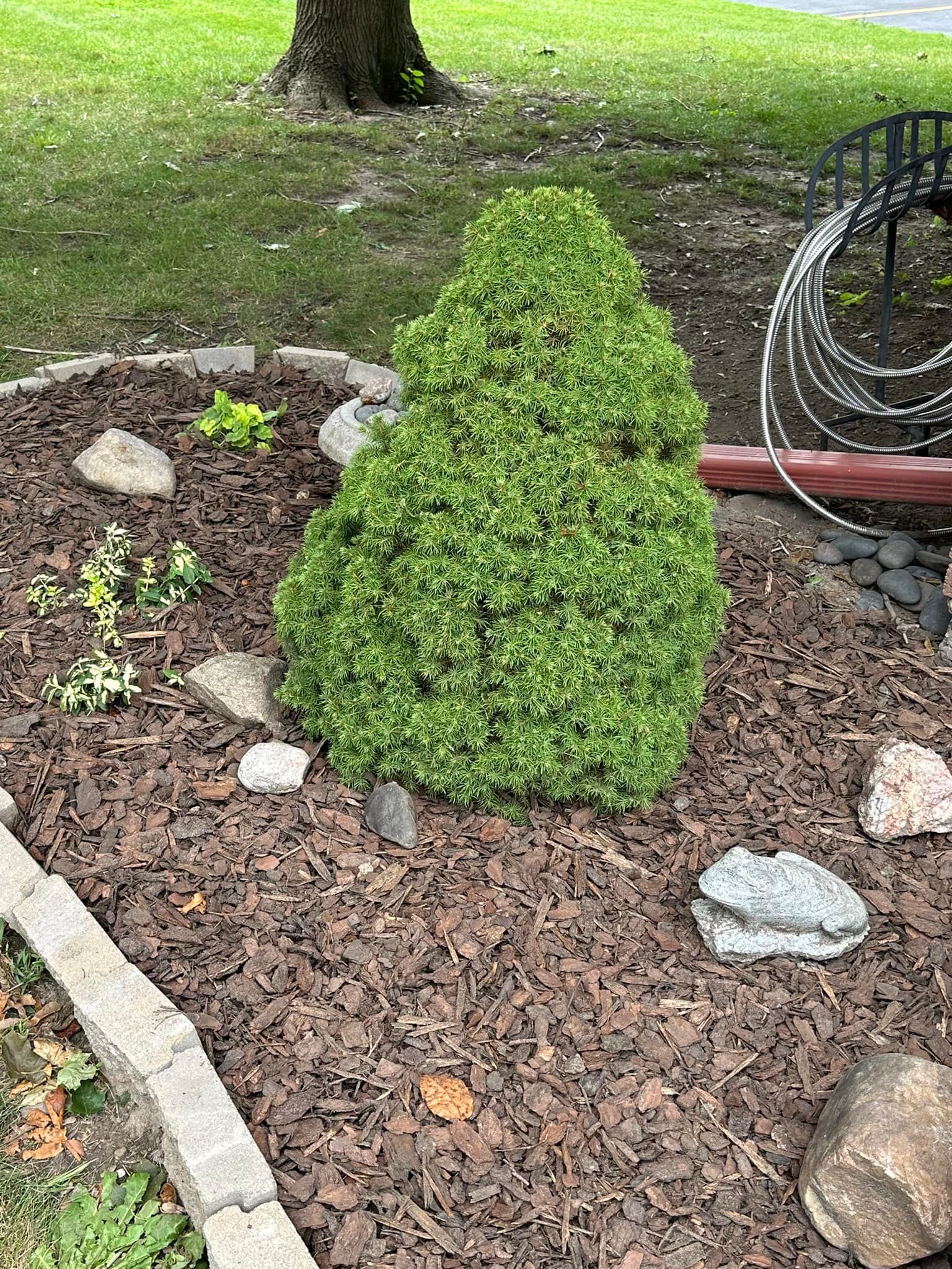 Green shrub in a mulched bed with rocks, bordered by bricks, next to a coiled hose on grass.