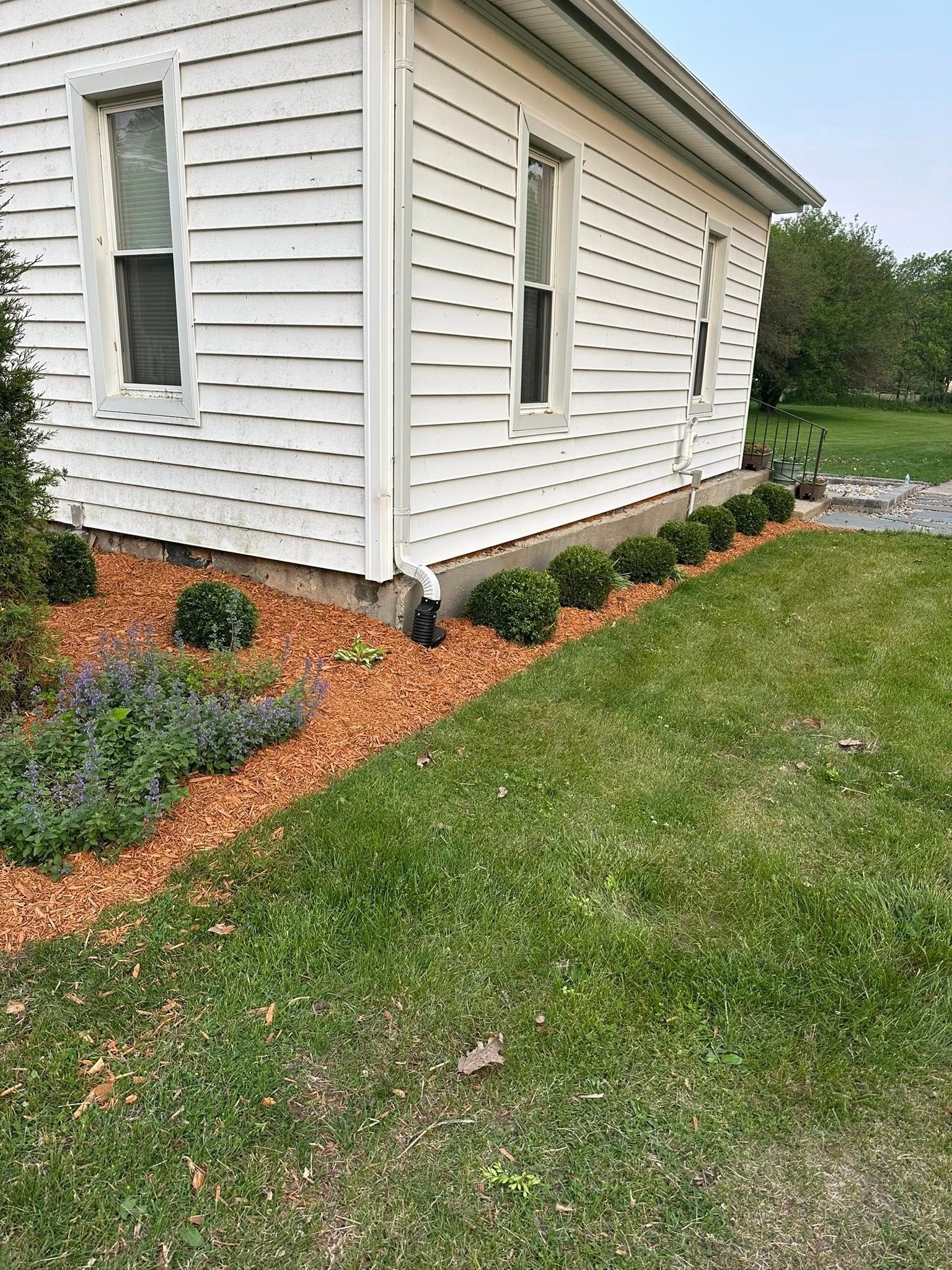 Corner of a white house with a row of green shrubs in front, bordered by wood chips and grass.