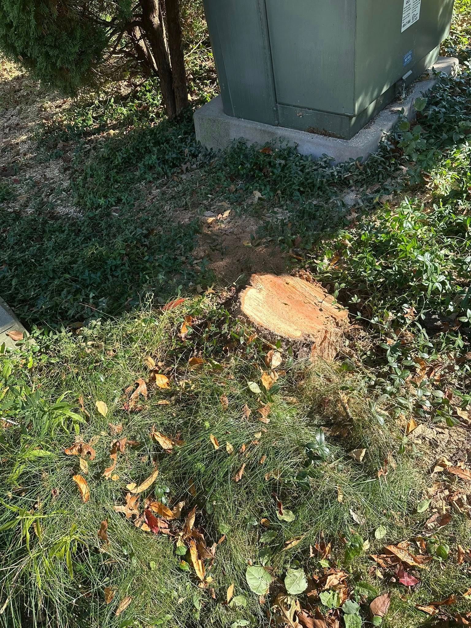 Tree stump surrounded by green grass and shrubs near a utility box.