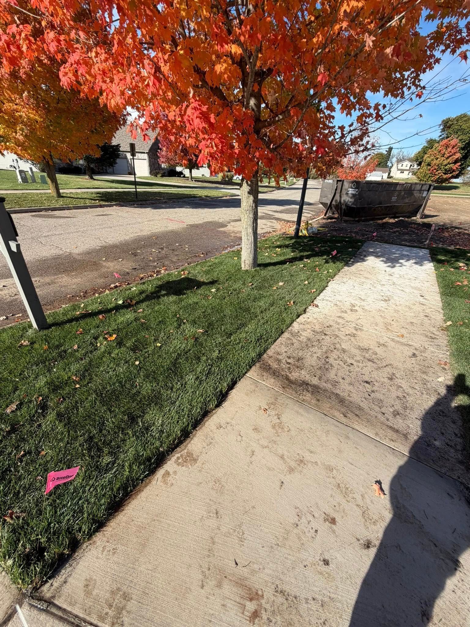 Autumn tree with red-orange leaves next to a sidewalk and green grass.
