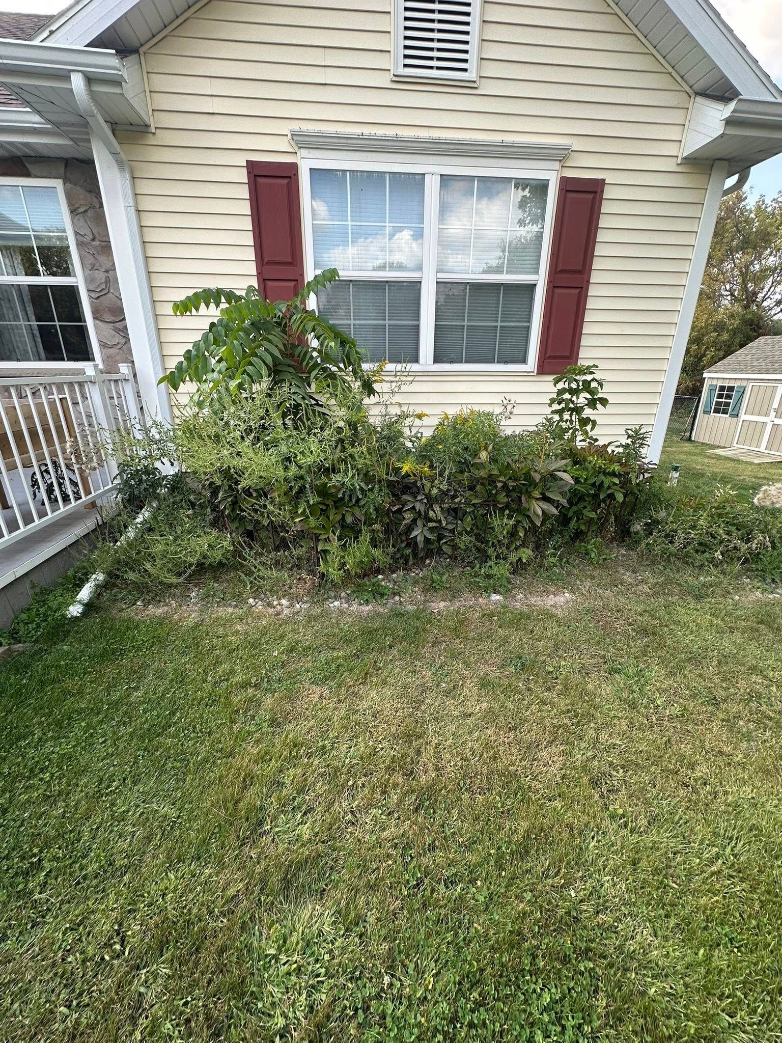 A small house with overgrown bushes and a patchy lawn. Red shutters flank a window.