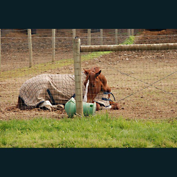 Horse Sleeping on Paddock — Philomath, OR — Inavale Farm - Stables